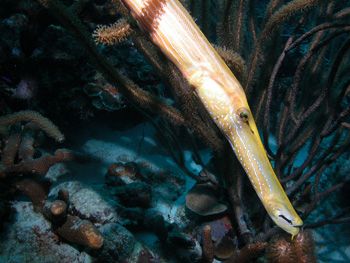 Trumpetfish taken Bonaire    Nikon cp 5000 by Brocken Rudi 